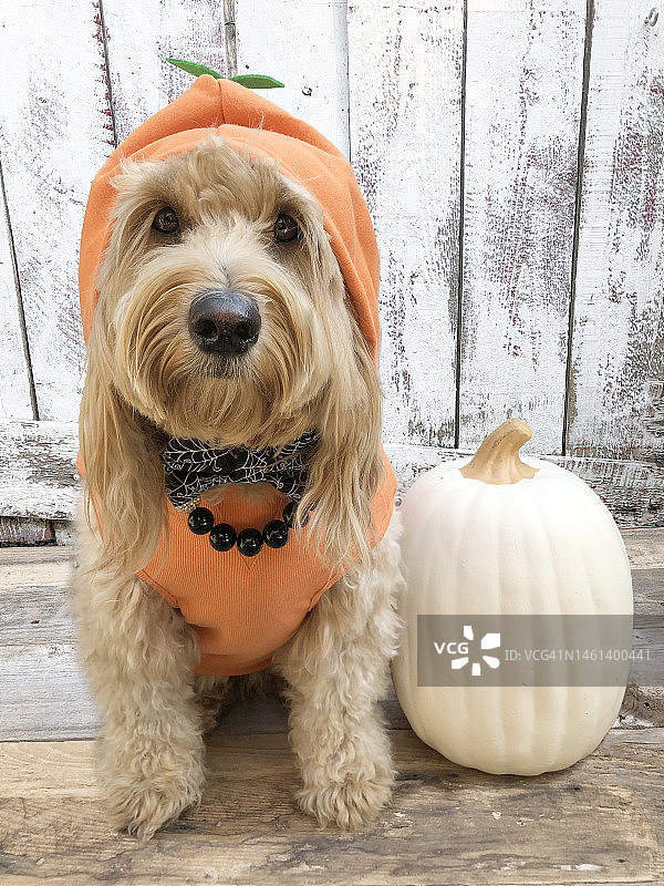 可爱金毛贵宾犬穿南瓜连帽衫图片素材