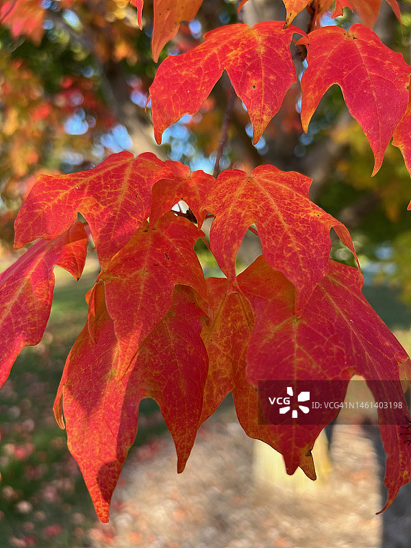 美国枫叶特写图片素材