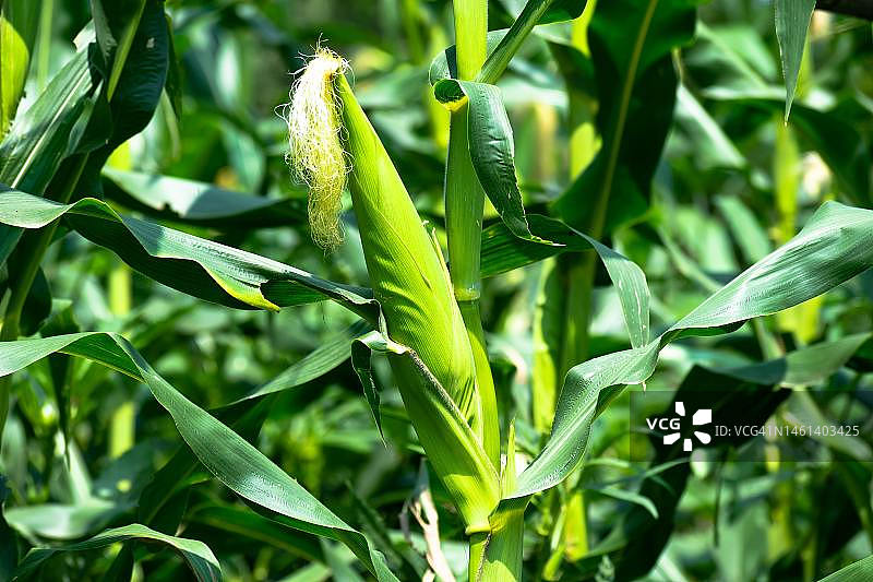 印度尼西亚田野作物特写图片素材