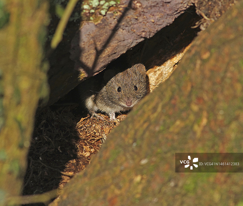 田鼠（欧洲赤 vole）图片素材