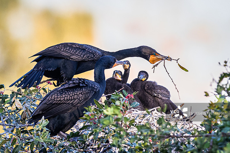 鸬鹚衔树枝筑巢图片素材