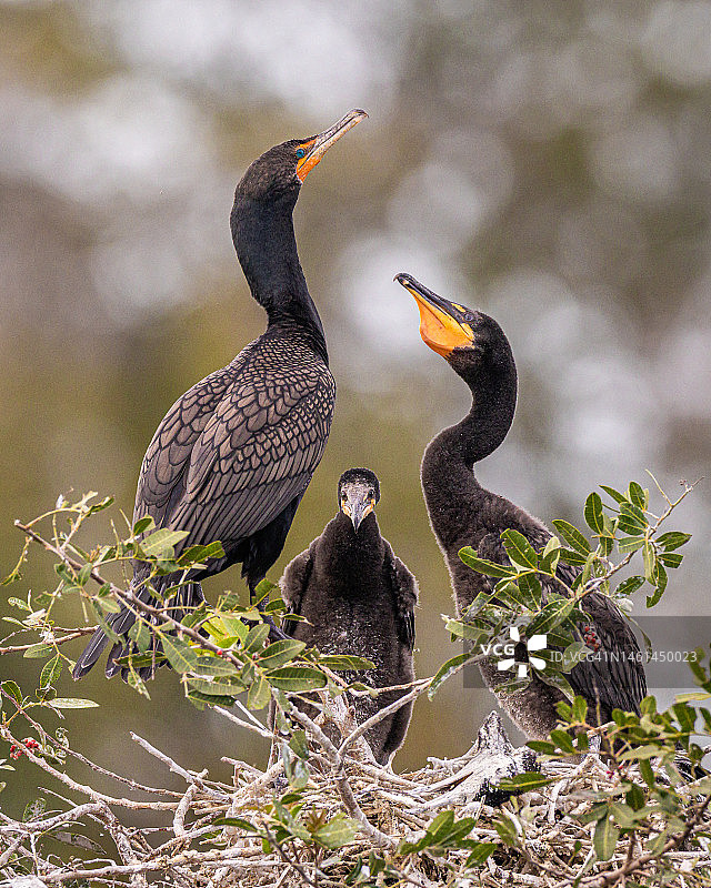 鸬鹚和幼鸟图片素材