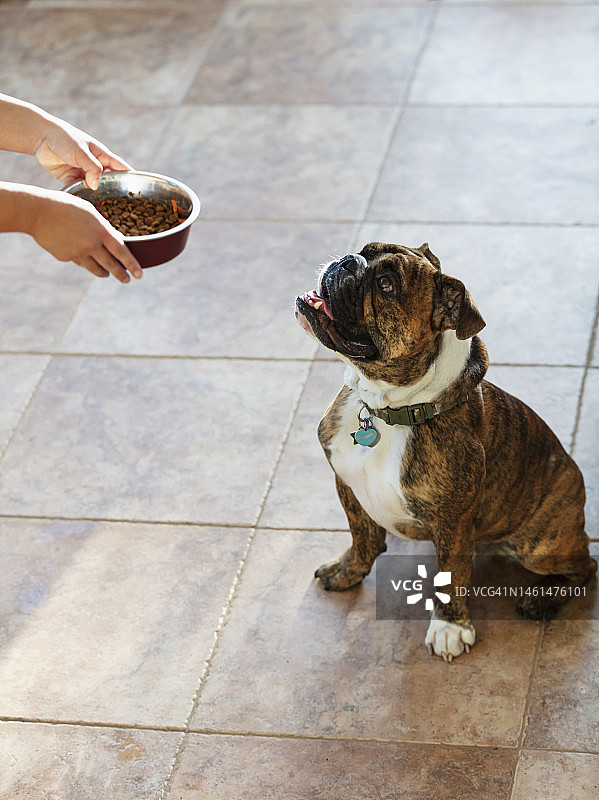 等待喂食的狗图片素材