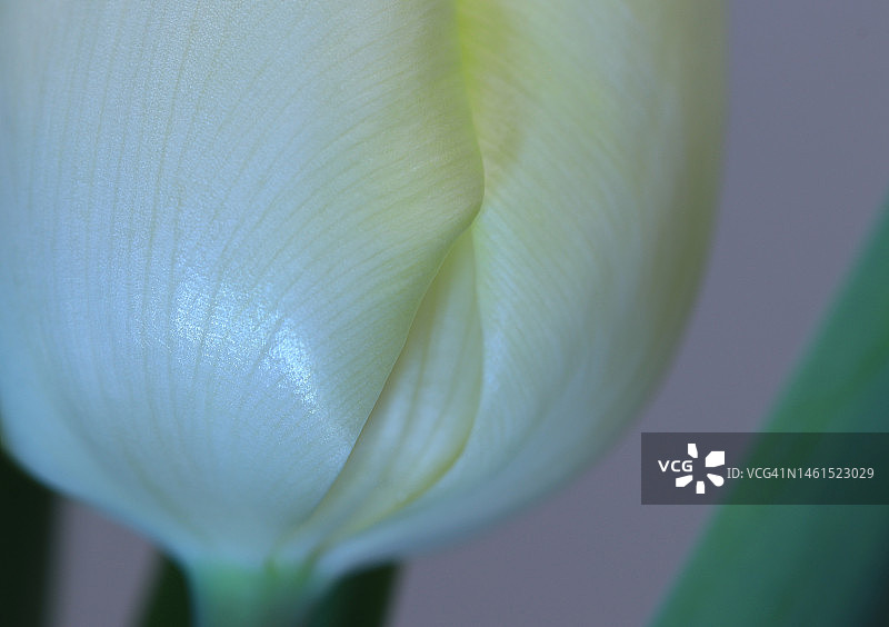 浅黄色郁金香花瓣细节图片素材