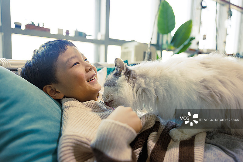 亚裔男孩喂猫图片素材