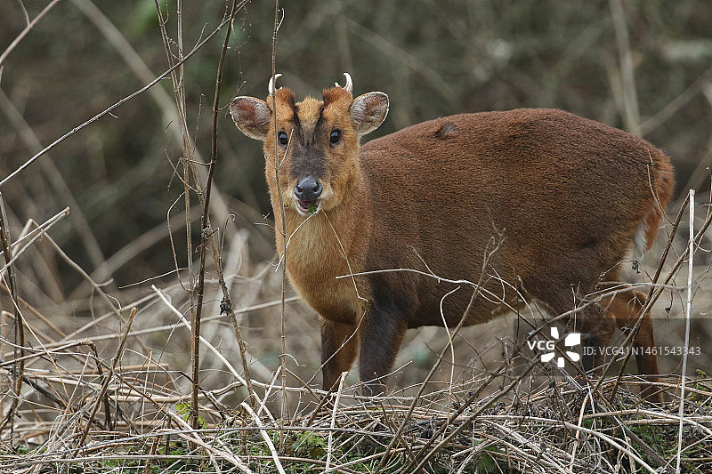 英国林地边缘觅食的雄性小麂鹿图片素材