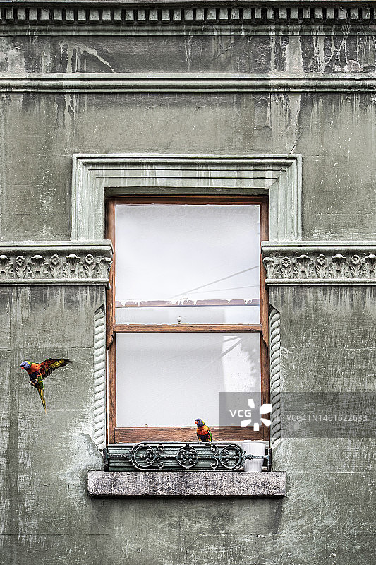 墨尔本城市房屋外，栖息在窗外的澳洲彩虹鹦鹉图片素材