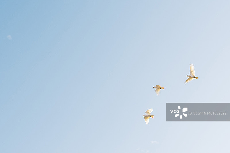三只白色凤头鹦鹉在蓝天上成排飞行图片素材