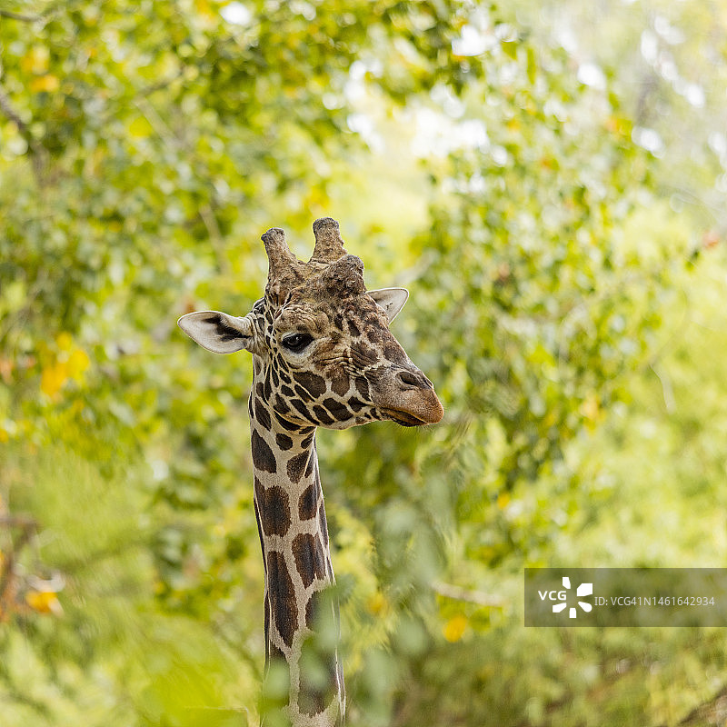博伊西动物园绿色植物中的长颈鹿图片素材
