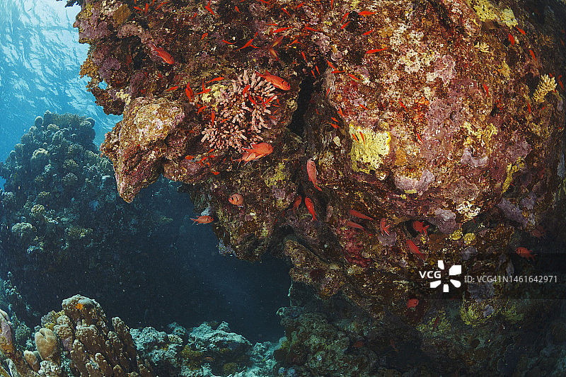 水下探索和享受珊瑚礁海洋生物图片素材