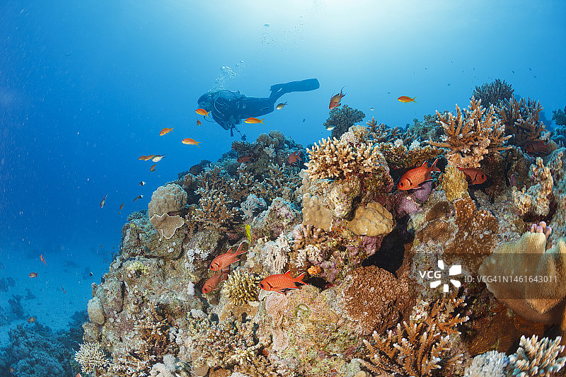 水下：水肺潜水员探索和欣赏珊瑚礁海洋生物图片素材