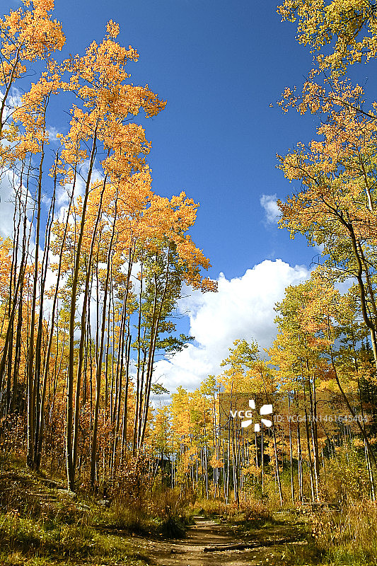 秋季森林与黄色白杨树图片素材