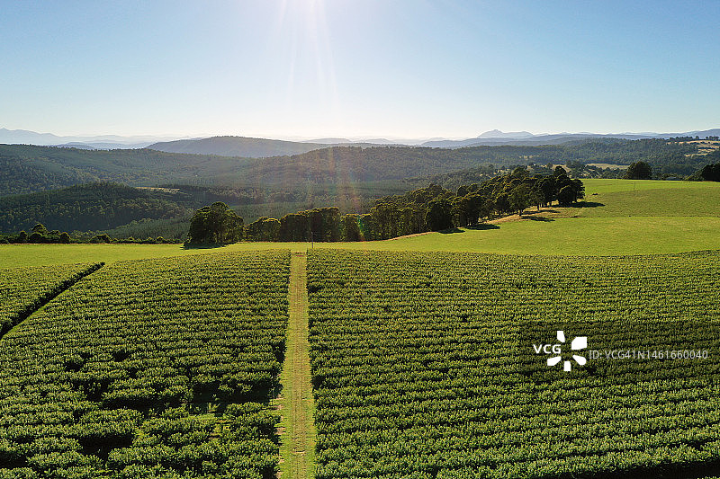 果园中樱桃树的航拍景色图片素材