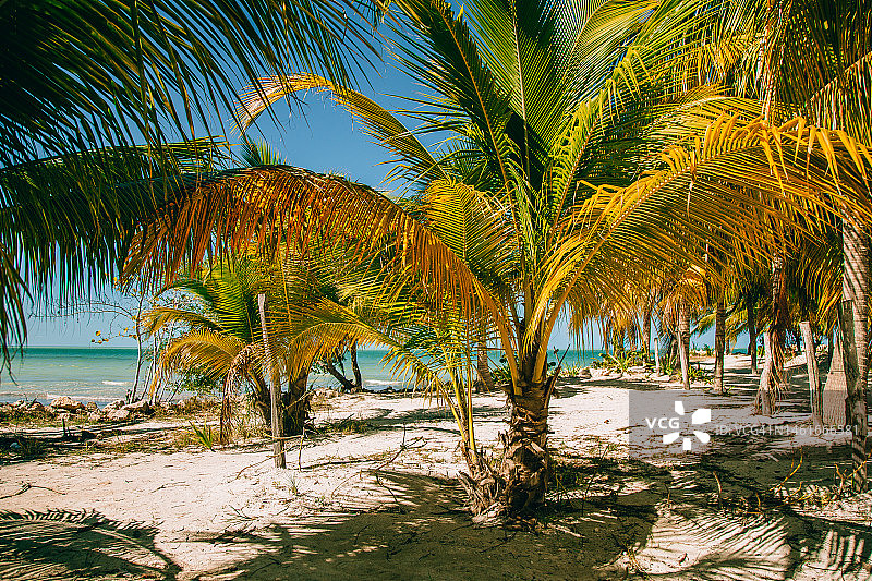 美丽棕榈树海滩背景图片素材