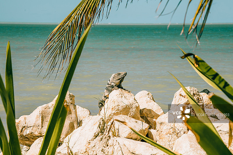 墨西哥海滩上的鬣蜥图片素材