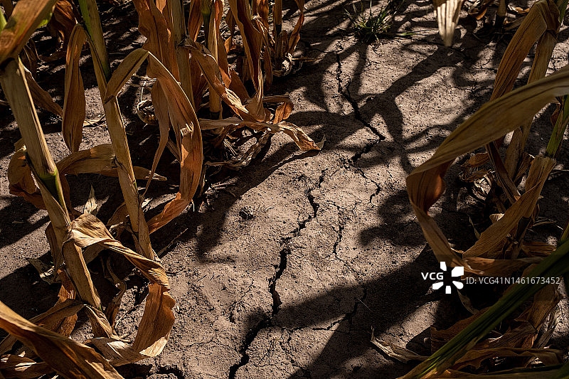 干旱期间农场作物之间的裂土图片素材