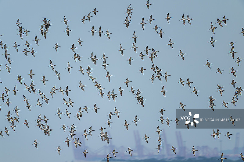 深圳湾的大群黑尾塍鹬图片素材