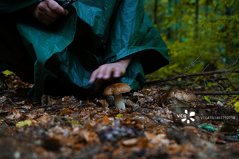 男人采蘑菇图片素材