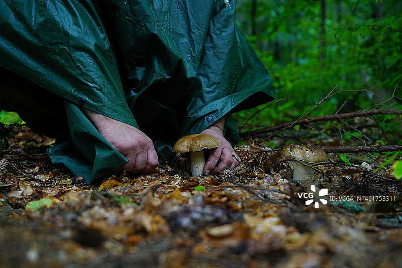 男人采蘑菇图片素材
