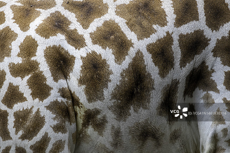 长颈鹿斑纹特写图片素材