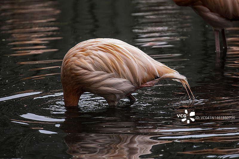 涉水行走的粉红火烈鸟群图片素材