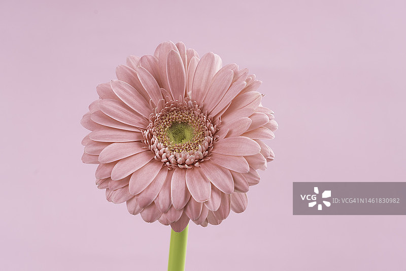 粉色背景上的粉色雏菊图片素材