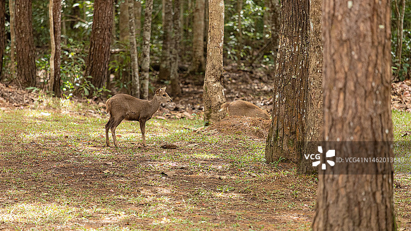 森林里许多瞪羚在吃草图片素材