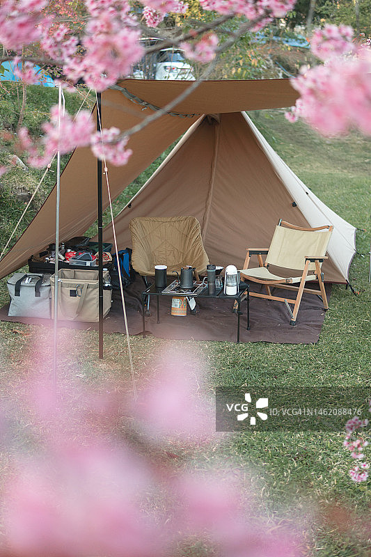 樱花树下的露营帐篷。户外周末活动和简约生活图片素材