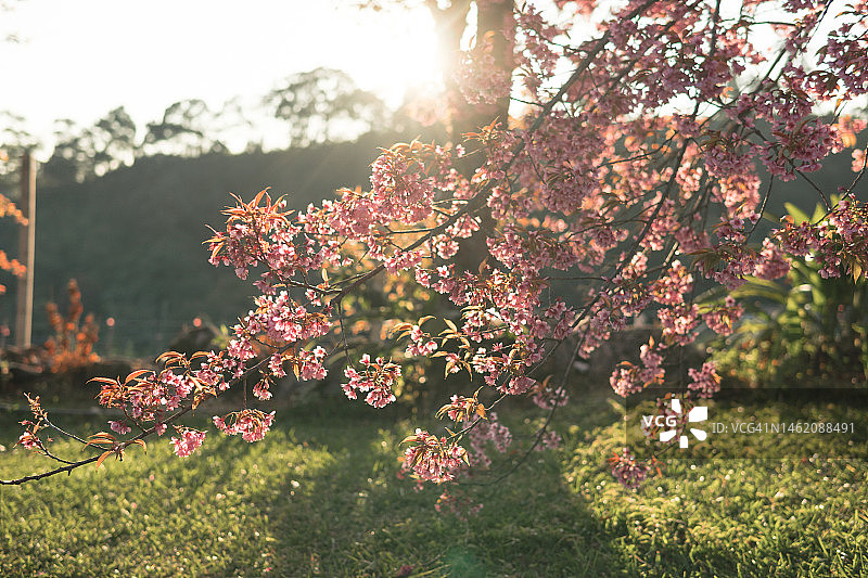 特写樱花花瓣图片素材