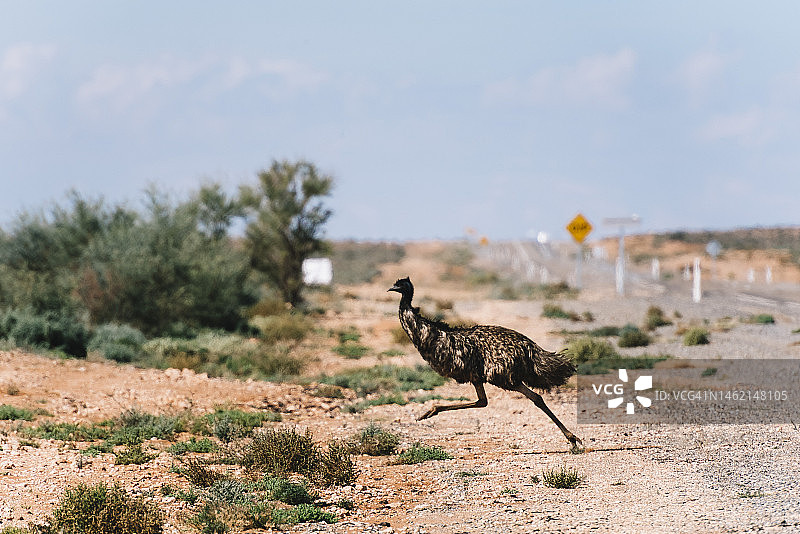鸸鹋奔跑在澳大利亚内陆的沙漠公路上图片素材