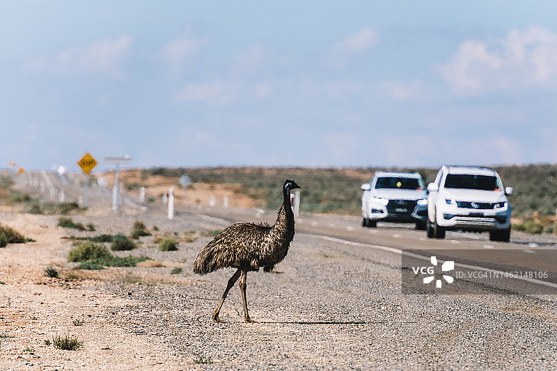 在澳大利亚内陆穿过道路的鸸鹋图片素材
