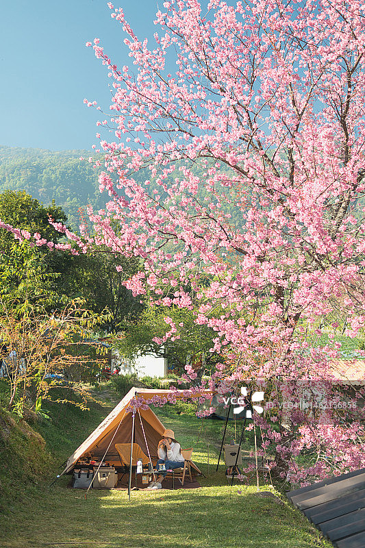 樱花树下的露营帐篷。户外周末活动和简约生活图片素材