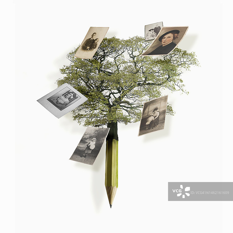 家谱树图片素材