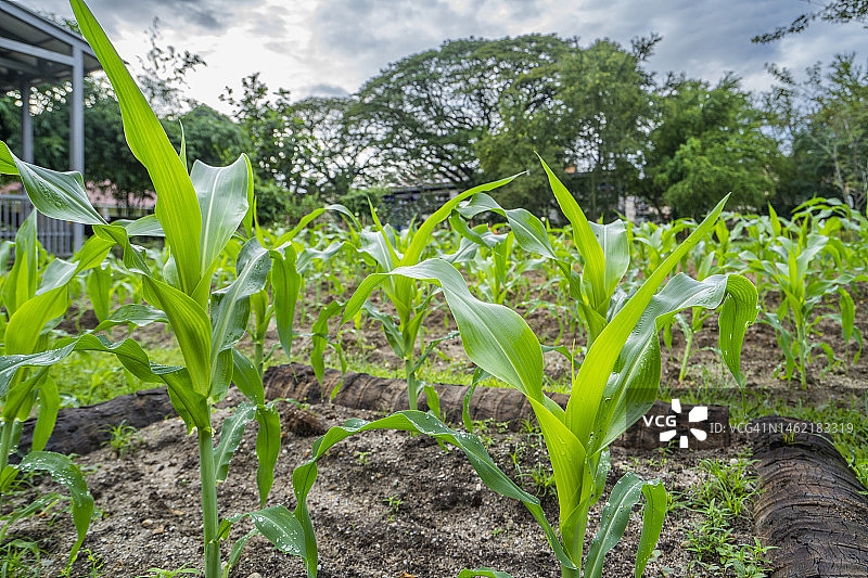 绿色农业田地图片素材