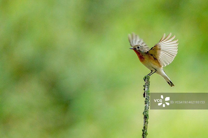 红胸姬鹟是一种候鸟图片素材