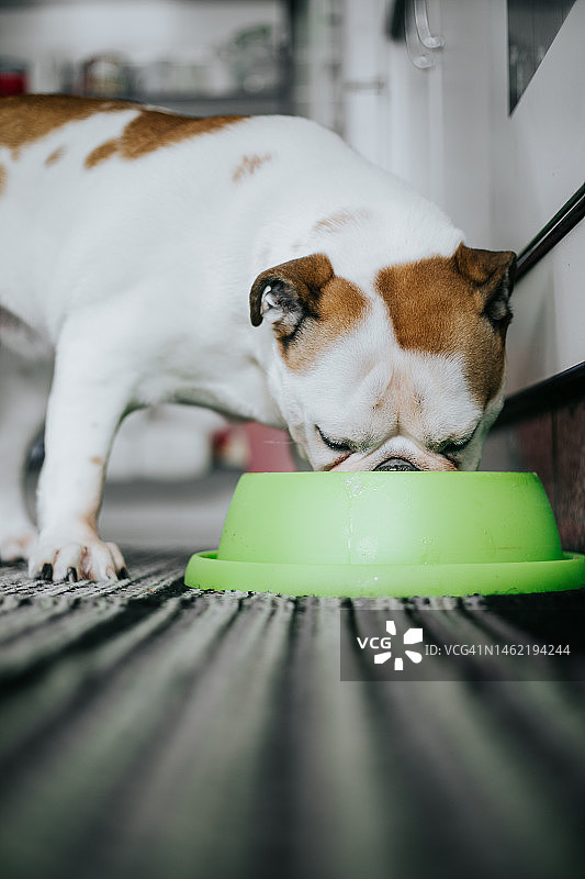 狗在厨房里吃东西图片素材