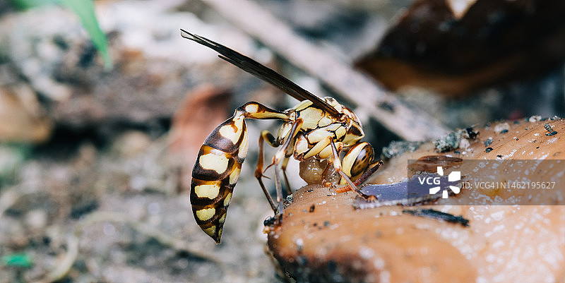 黄蜂吃鼻涕虫图片素材
