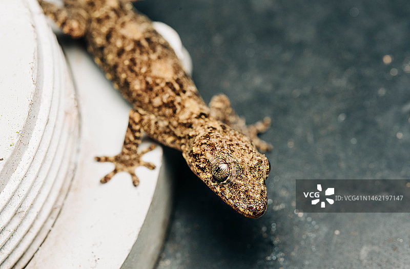 树枝上的壁虎图片素材