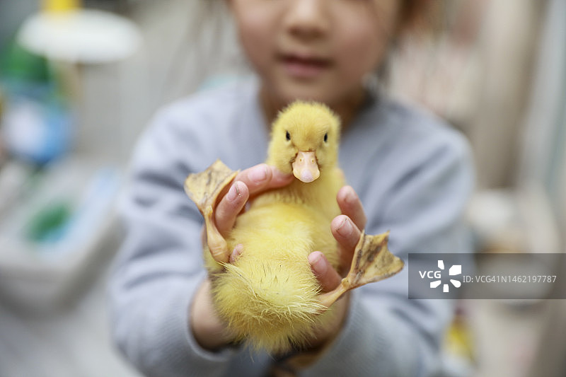 年轻女孩手 holding 黄色小鸭图片素材