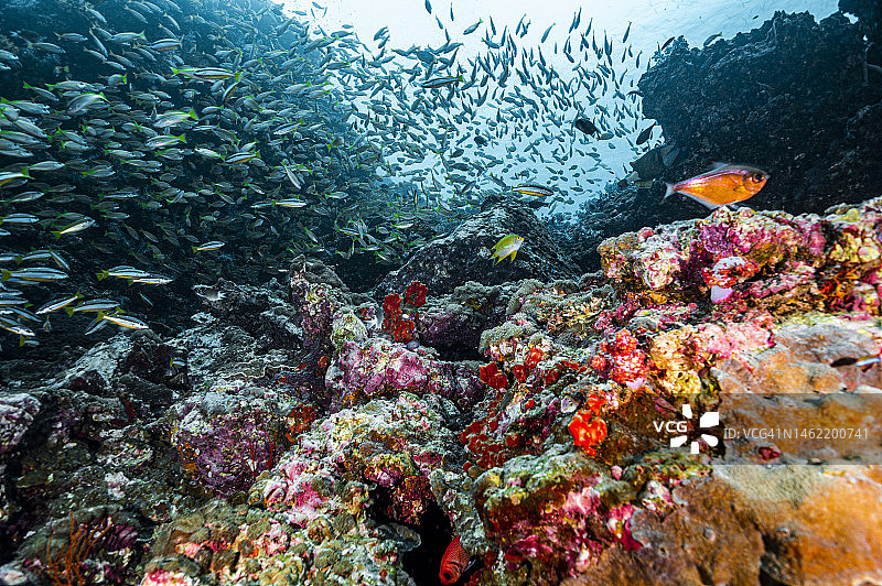 南安达曼海/泰国珊瑚礁的生物多样性图片素材