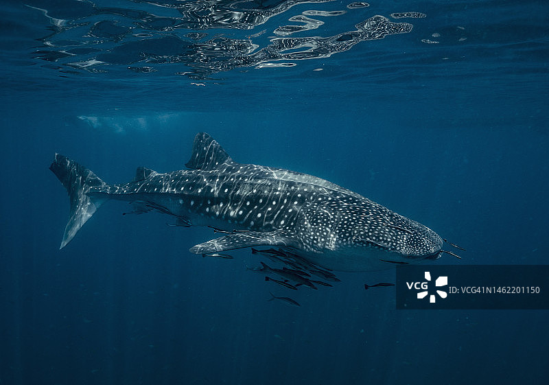 泰国鲸鲨图片素材