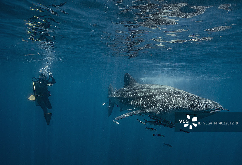 潜水员漂浮在泰国湾鲸鲨旁图片素材