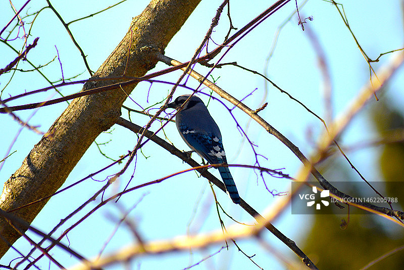蓝松鸦鸟图片素材
