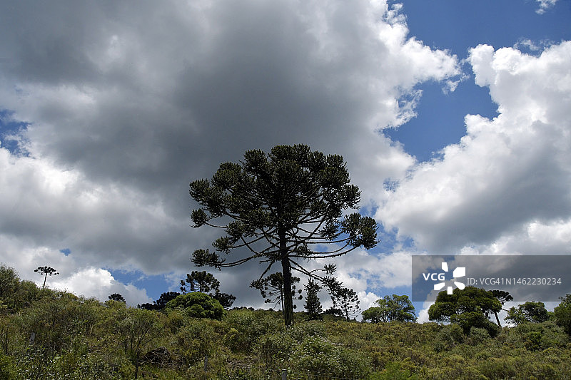针叶树风景图片素材