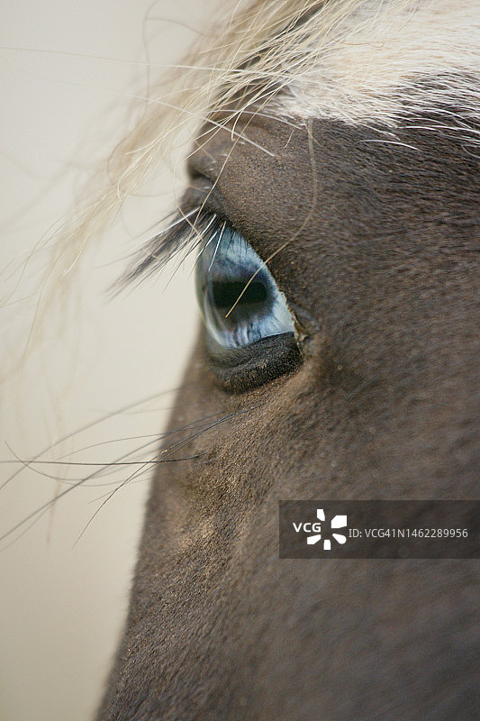 马的眼睛图片素材