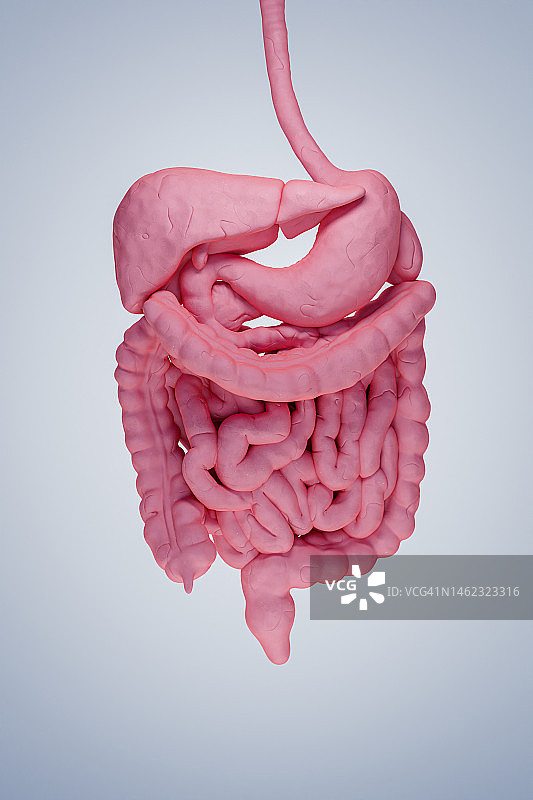 消化系统图片素材