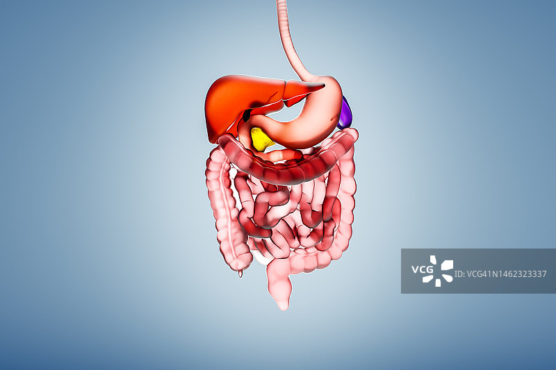 人体消化系统图片素材