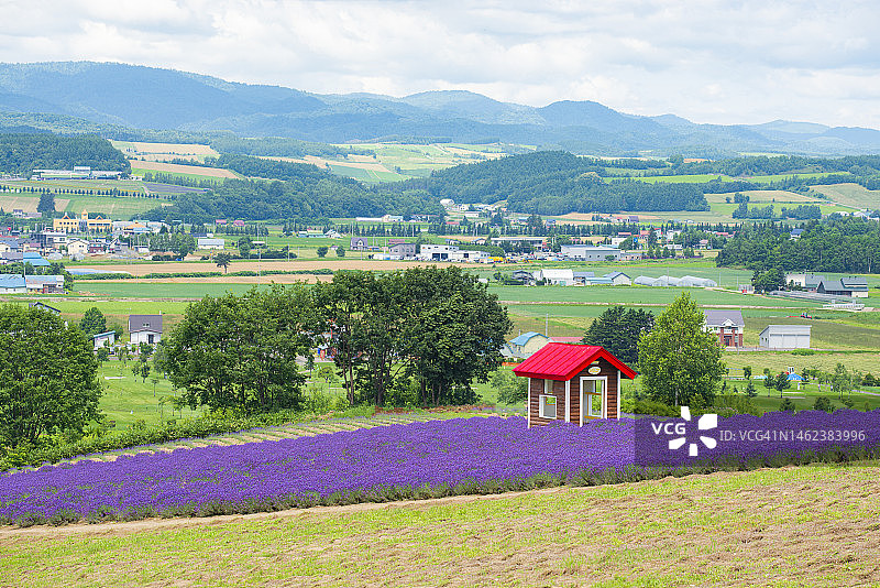 日本北海道富良野日出公园：薰衣草花田中的红色屋顶房屋图片素材