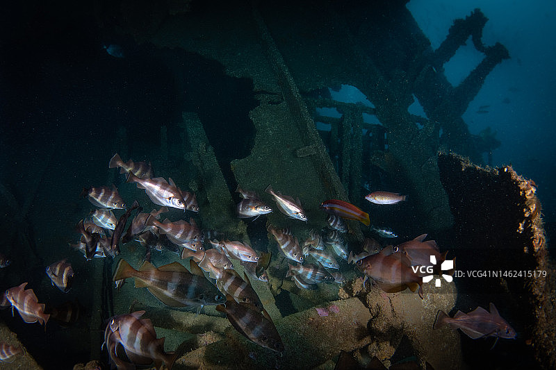 葡萄牙塞辛布拉波帕河沉船上的鱼图片素材