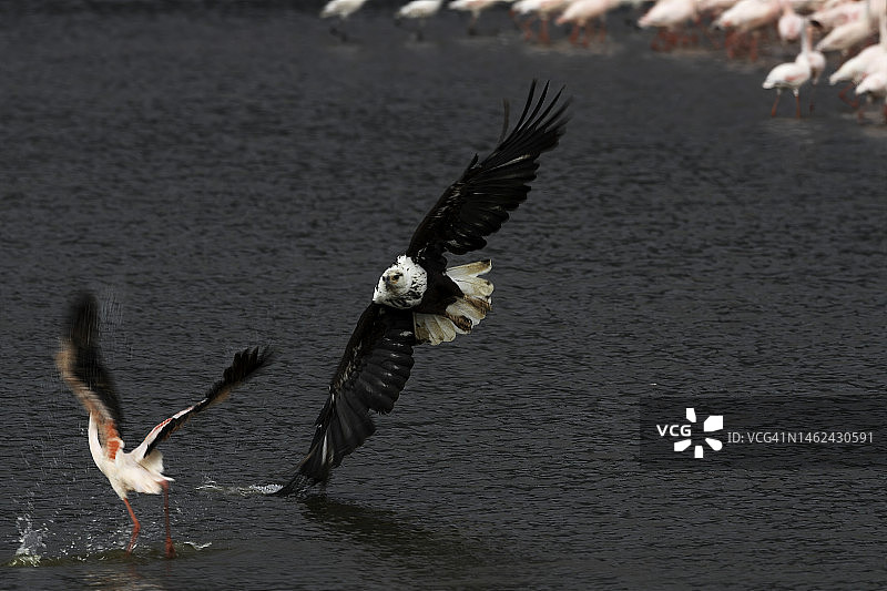 非洲鱼鹰在博戈里亚湖捕猎图片素材